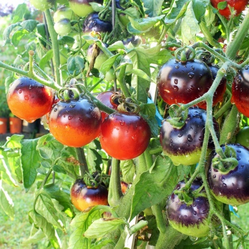 Tomato Indigo Rose